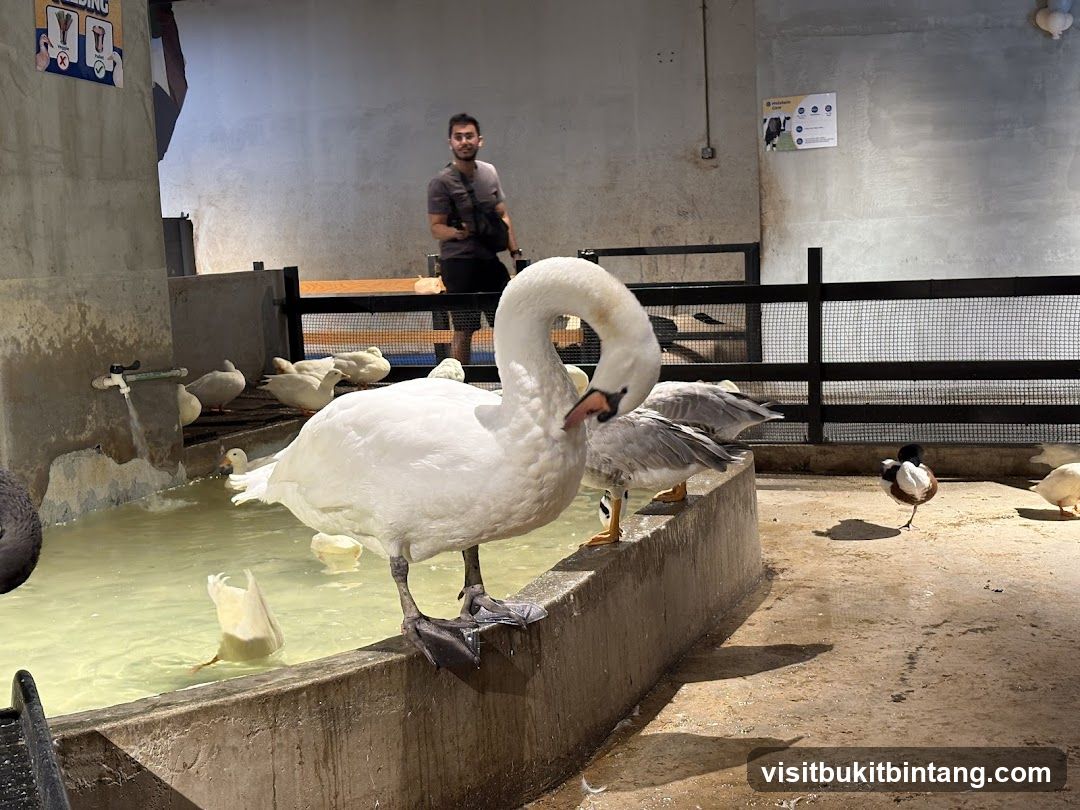 Swan and Ducks in Enclosure
