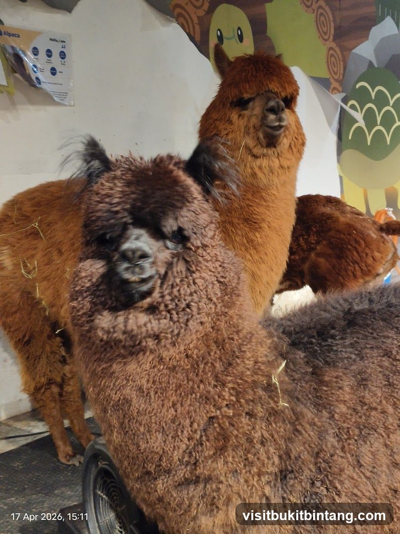 Alpacas
