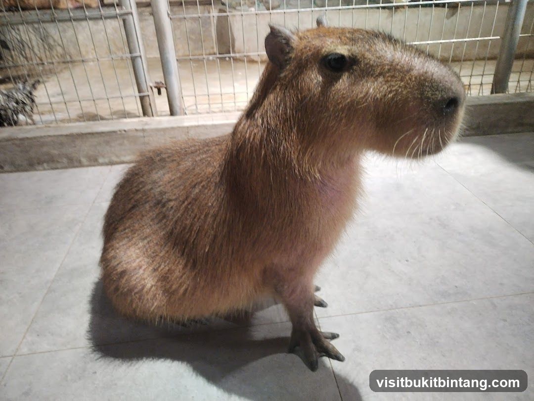 Capybara in enclosure