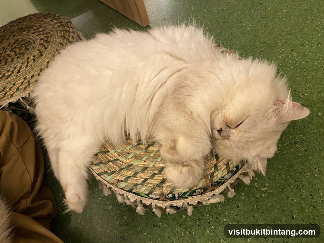 Fluffy white cat sleeping on a woven mat