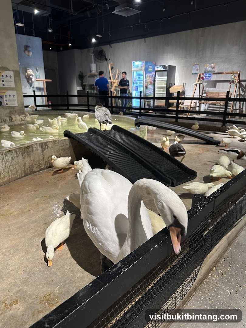 Duck and Swan Enclosure