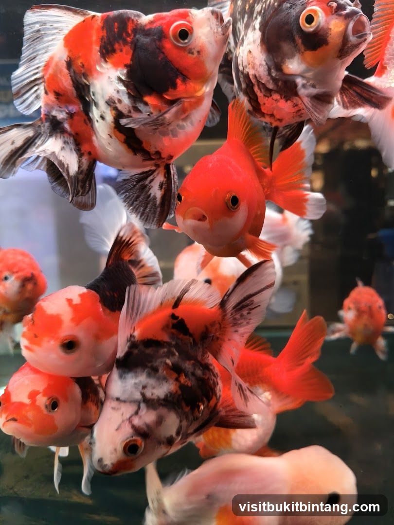 Goldfish