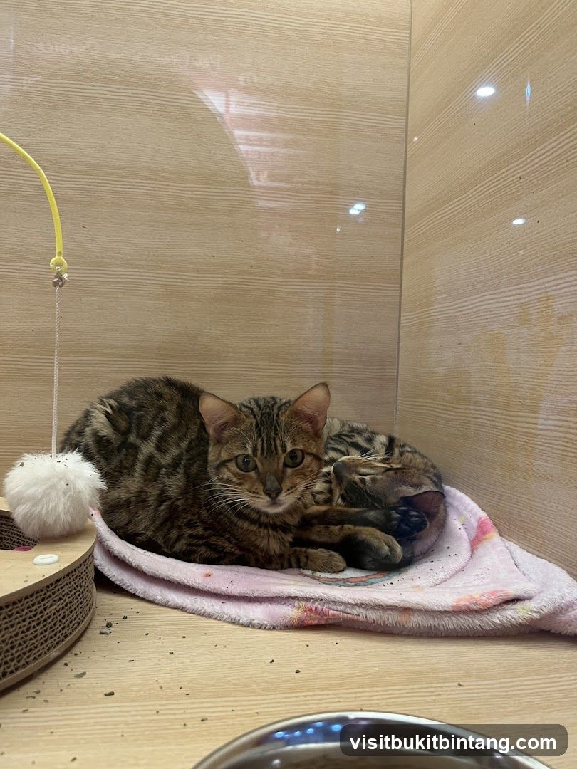 Two Bengal Kittens Resting