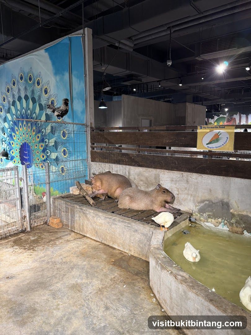 Capybaras and ducks in an enclosure