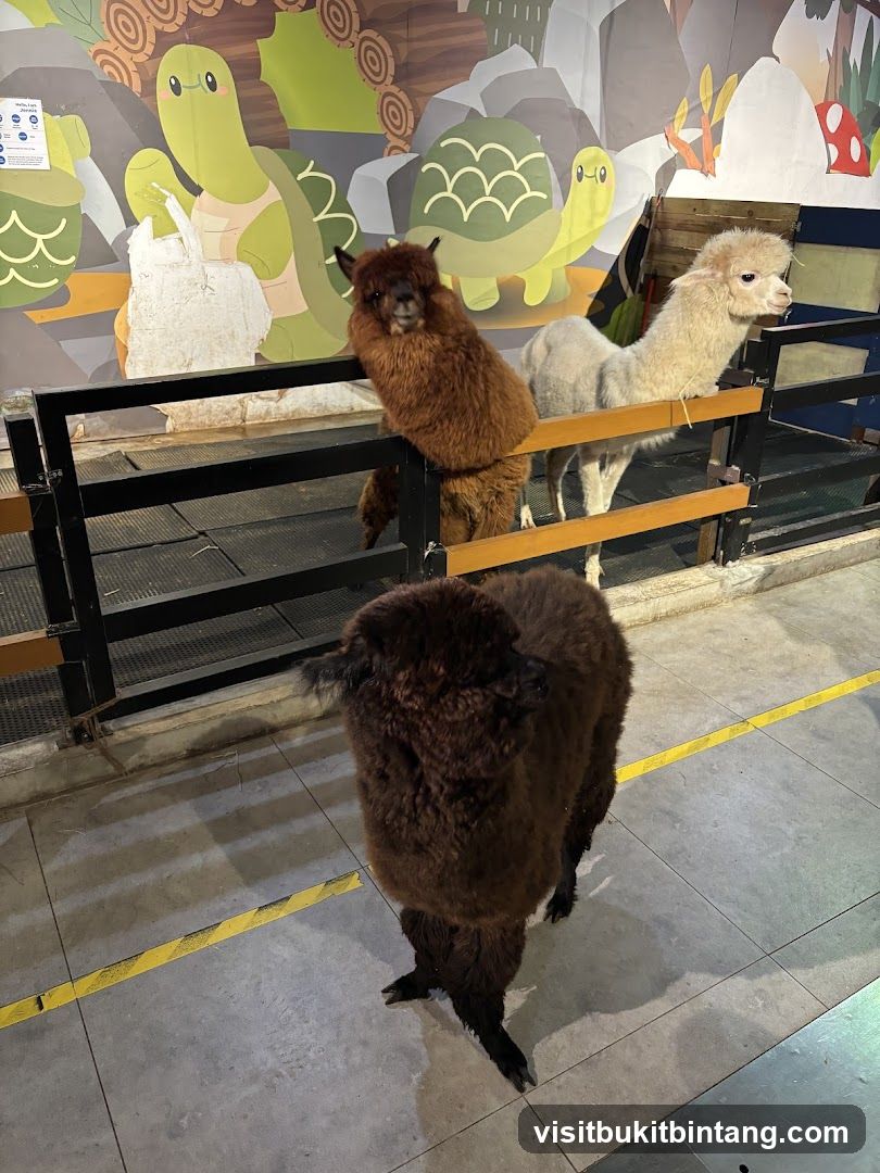 Alpacas in an enclosure