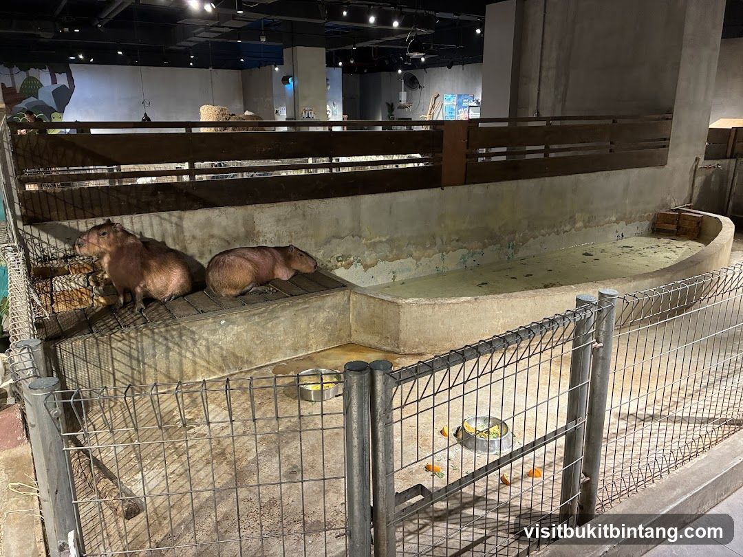 Capybara Enclosure