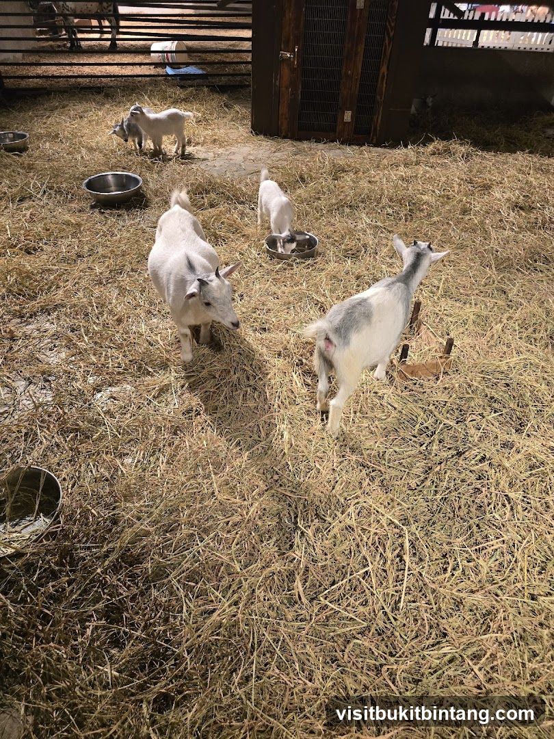 Goats in a pen
