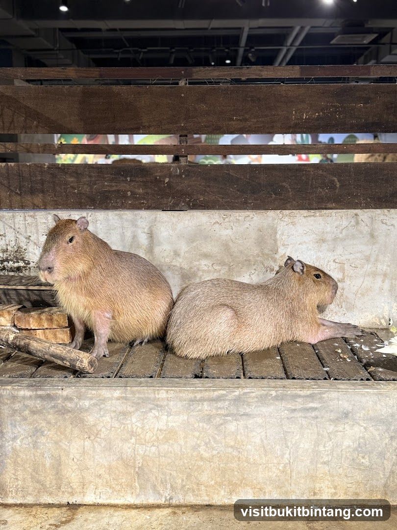Two Capybaras in an Enclosure