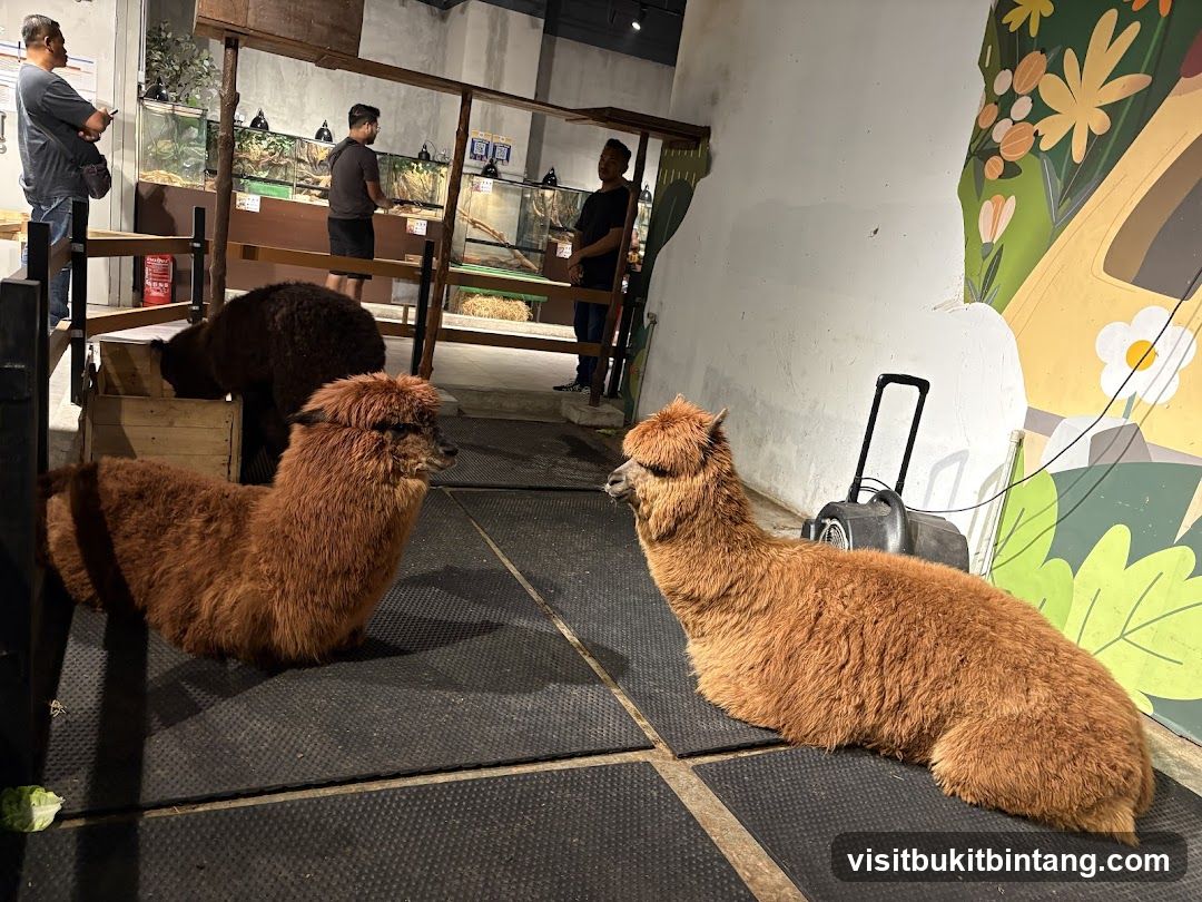 Alpacas in an enclosure