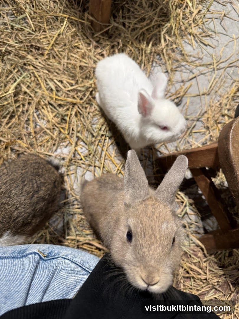 Rabbits in Hay