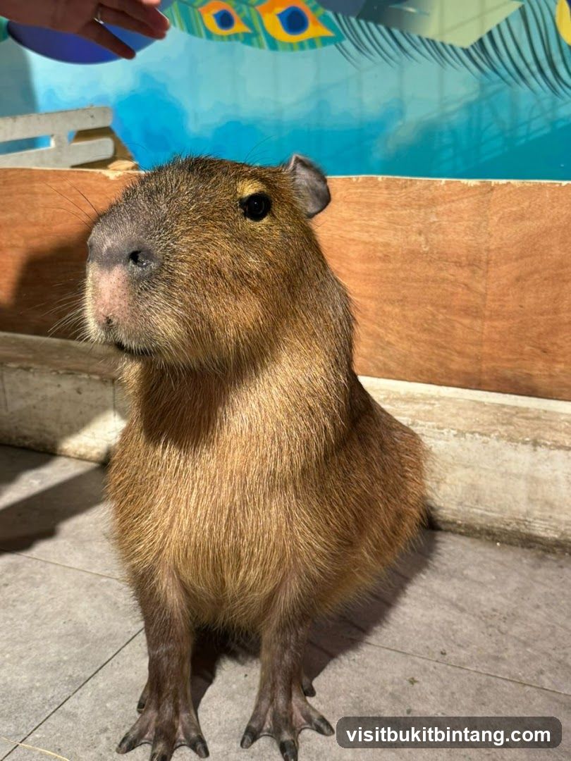 Capybara