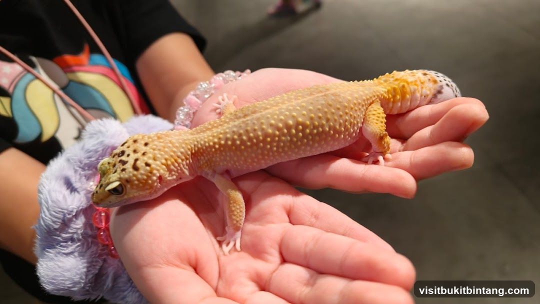 Leopard Gecko in Hands