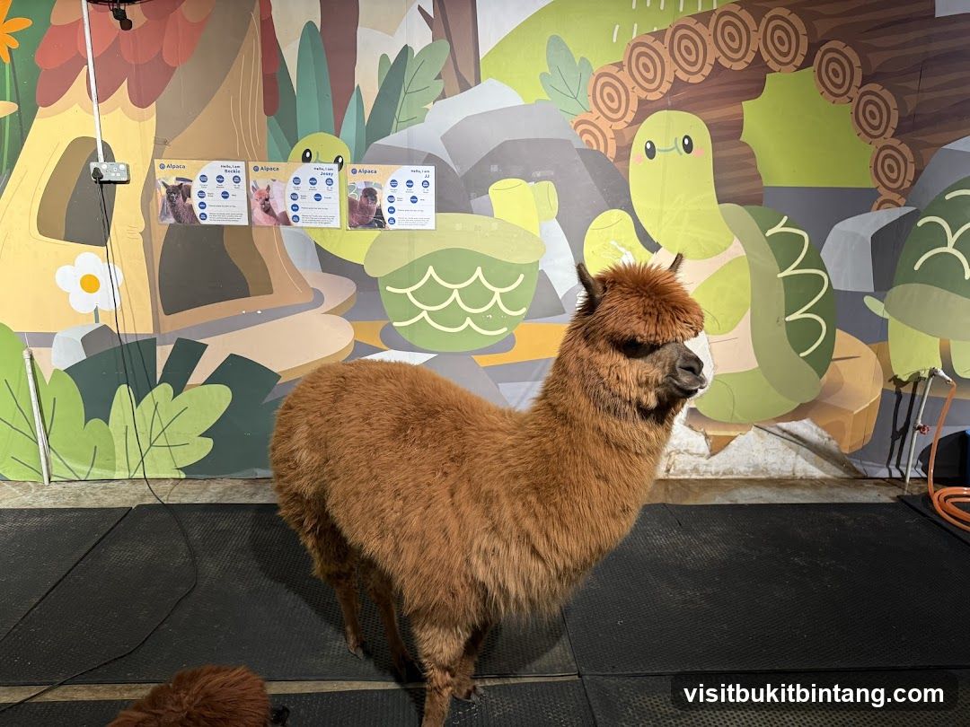 Alpaca exhibit
