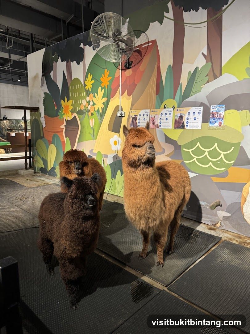 Alpacas in an enclosure