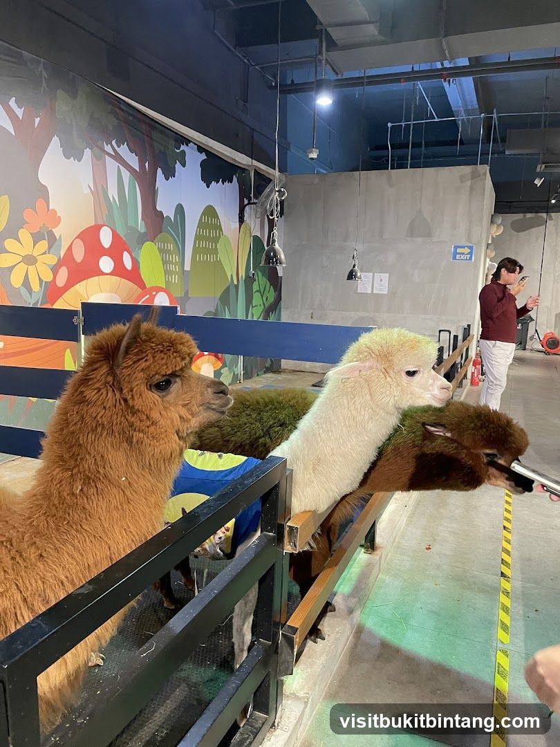 Alpacas in an enclosure