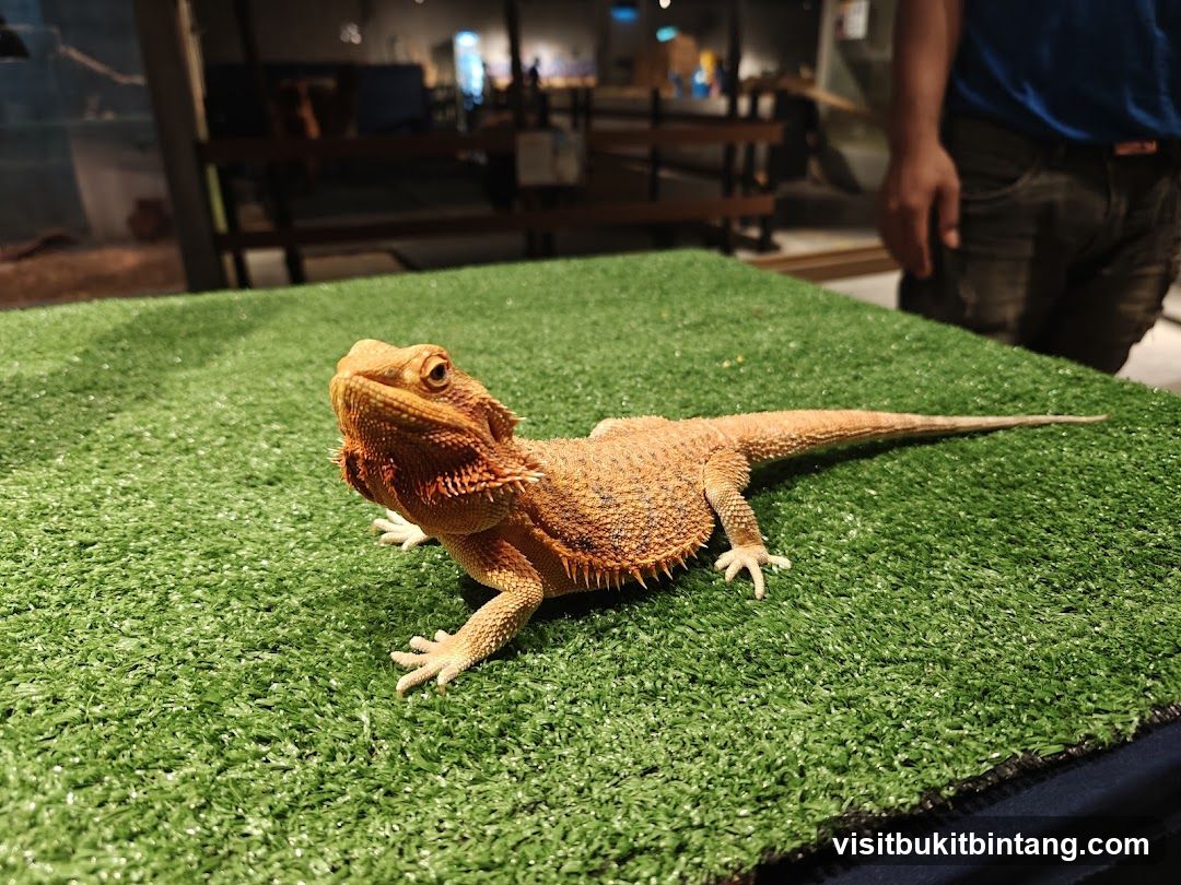Bearded Dragon on Green Surface