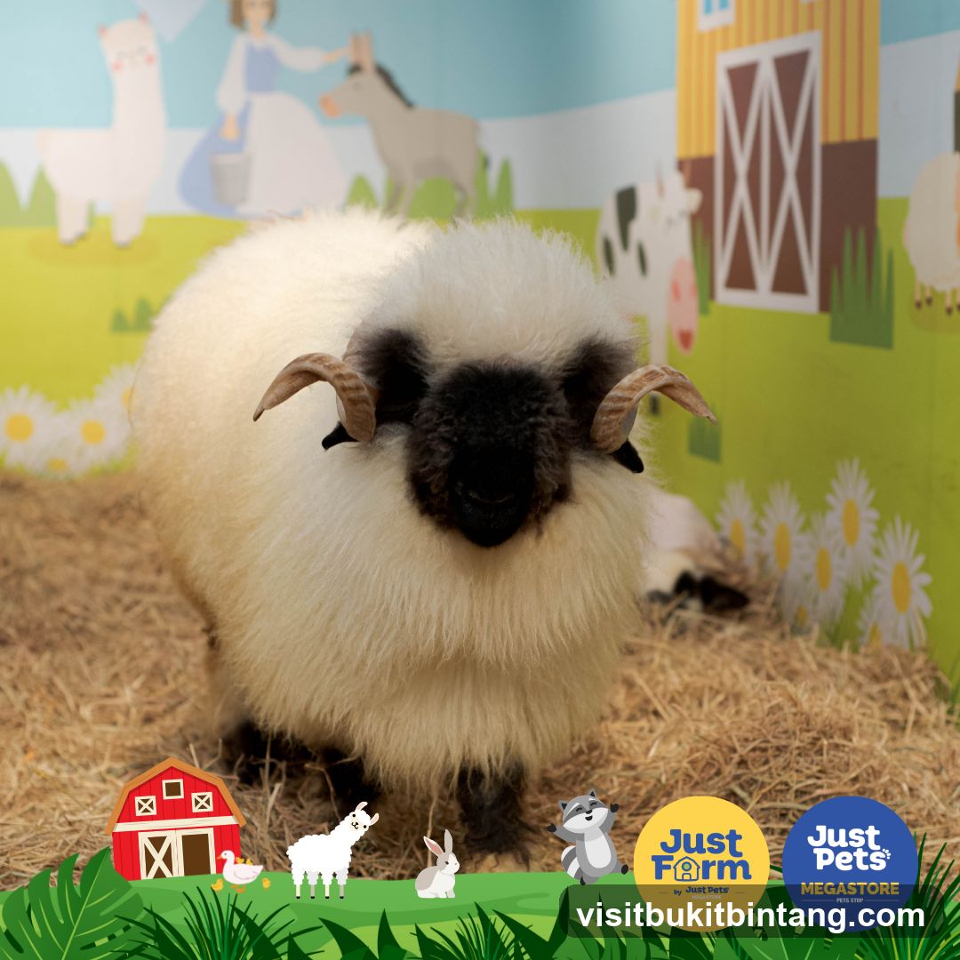 Fluffy Sheep in a Farm Setting
