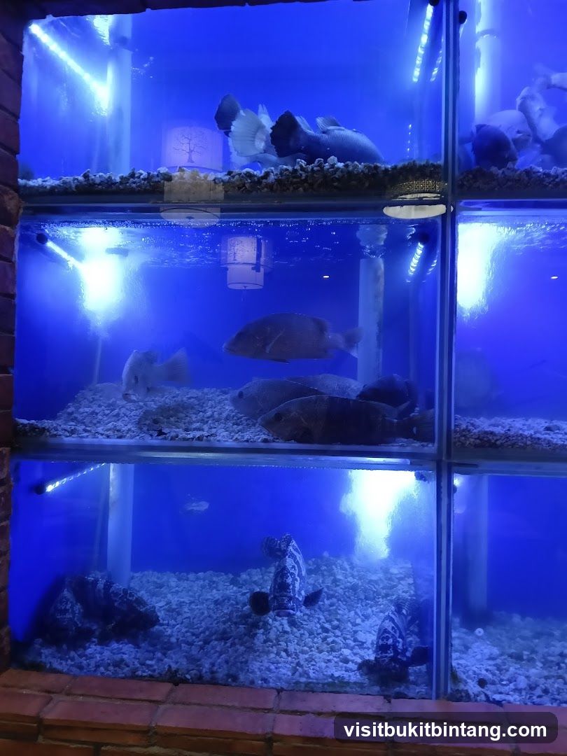 Fish tanks with live fish