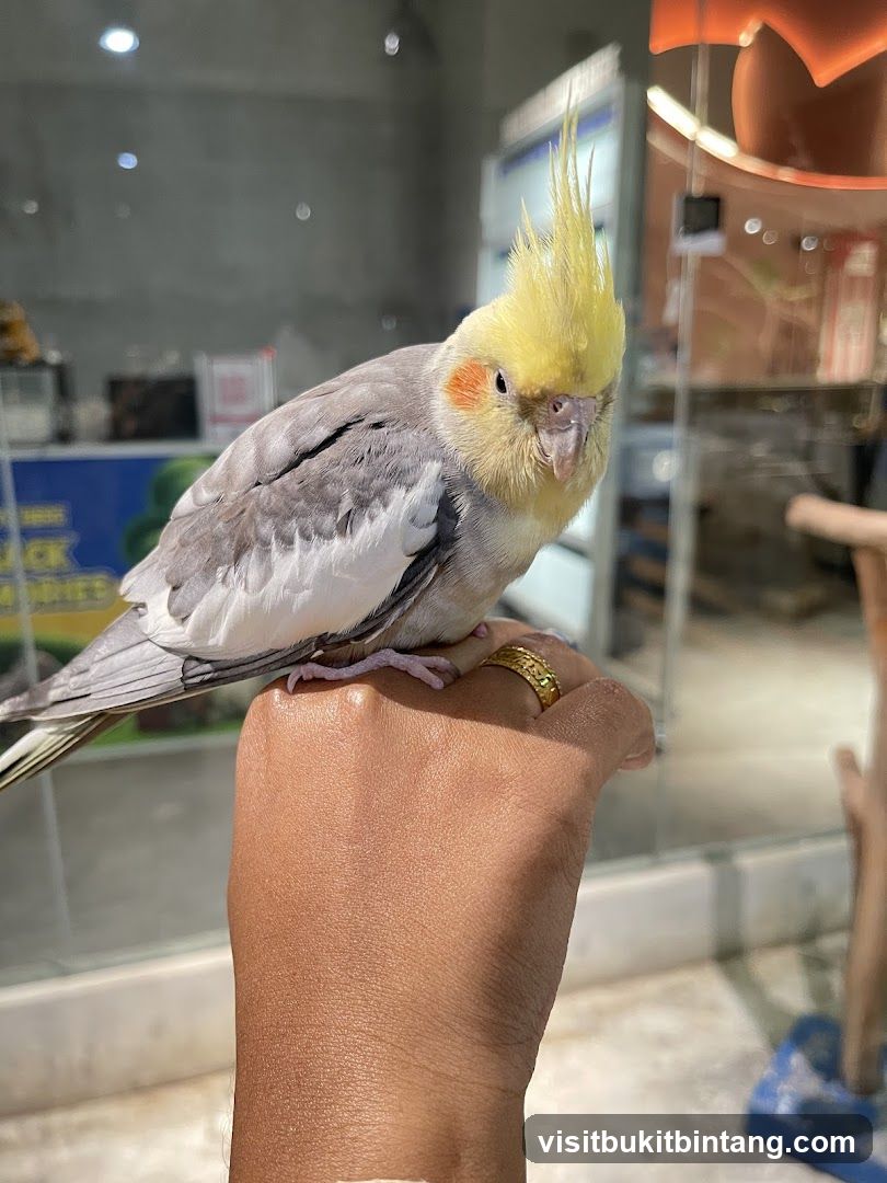 Just Farm @ Just Pets Megastore (Kota Damansara)