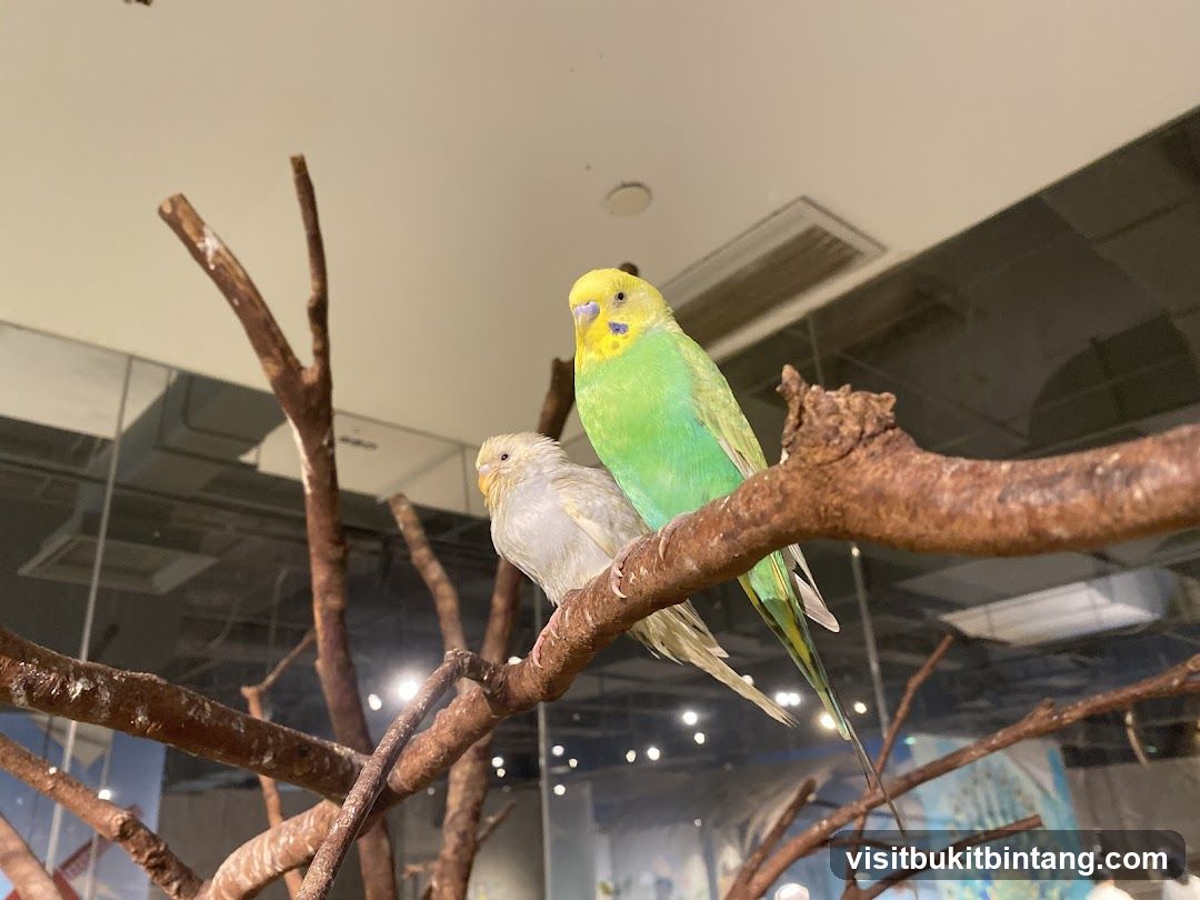 Two Budgies on a Branch