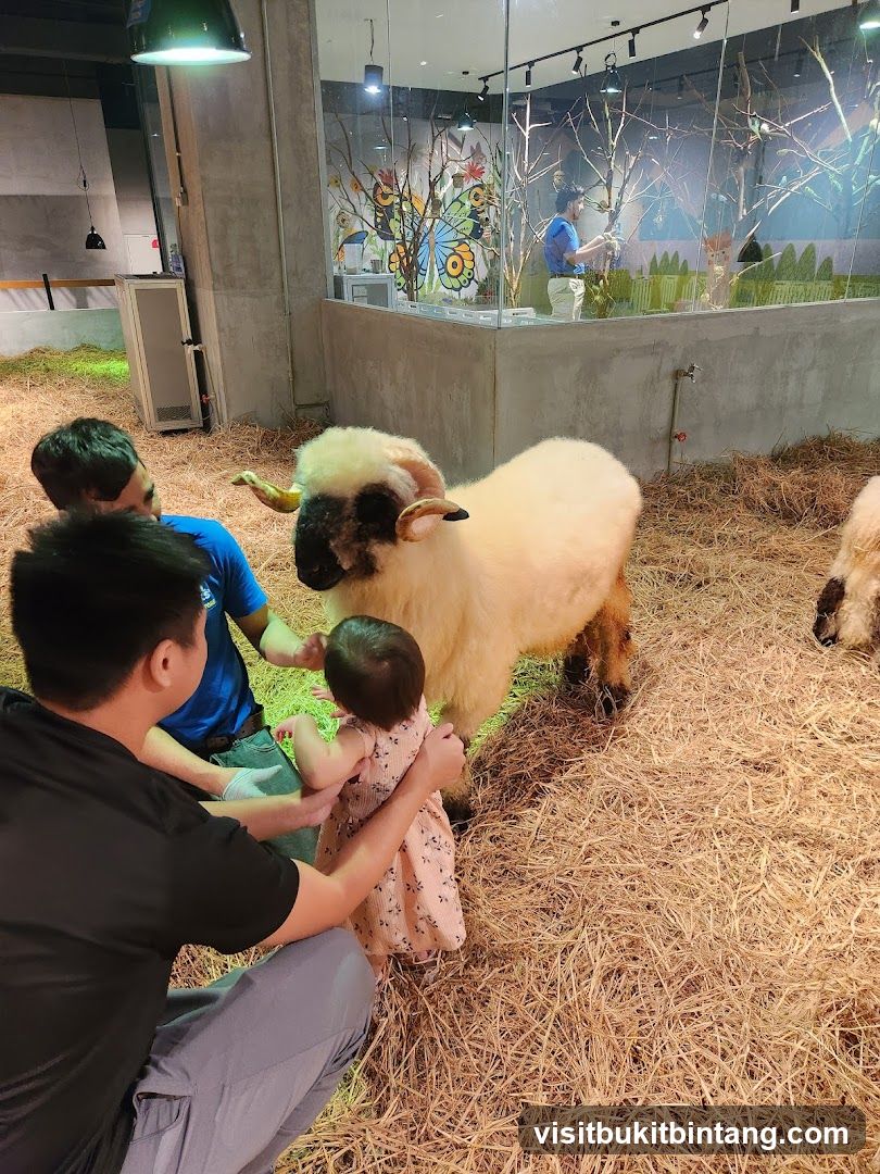 People interacting with a sheep