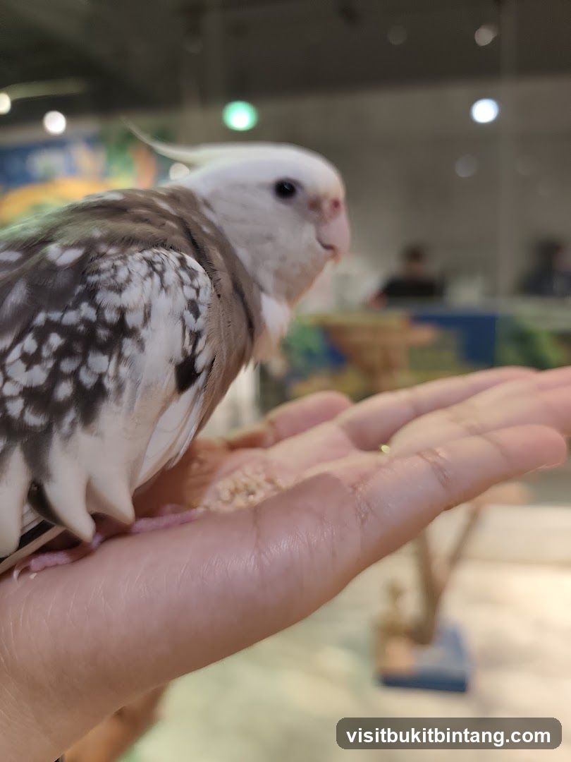 Cockatiel on a Hand