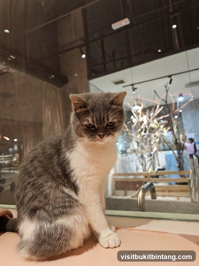 Cat in a cafe