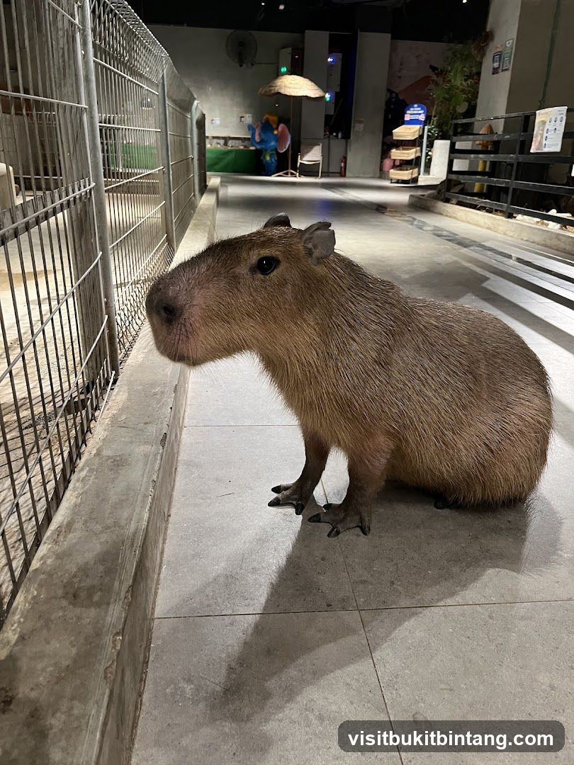 Capybara in enclosure