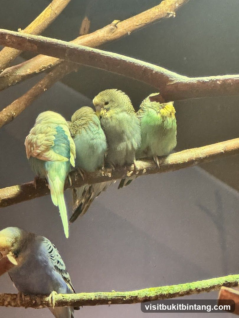 Budgies on Branches