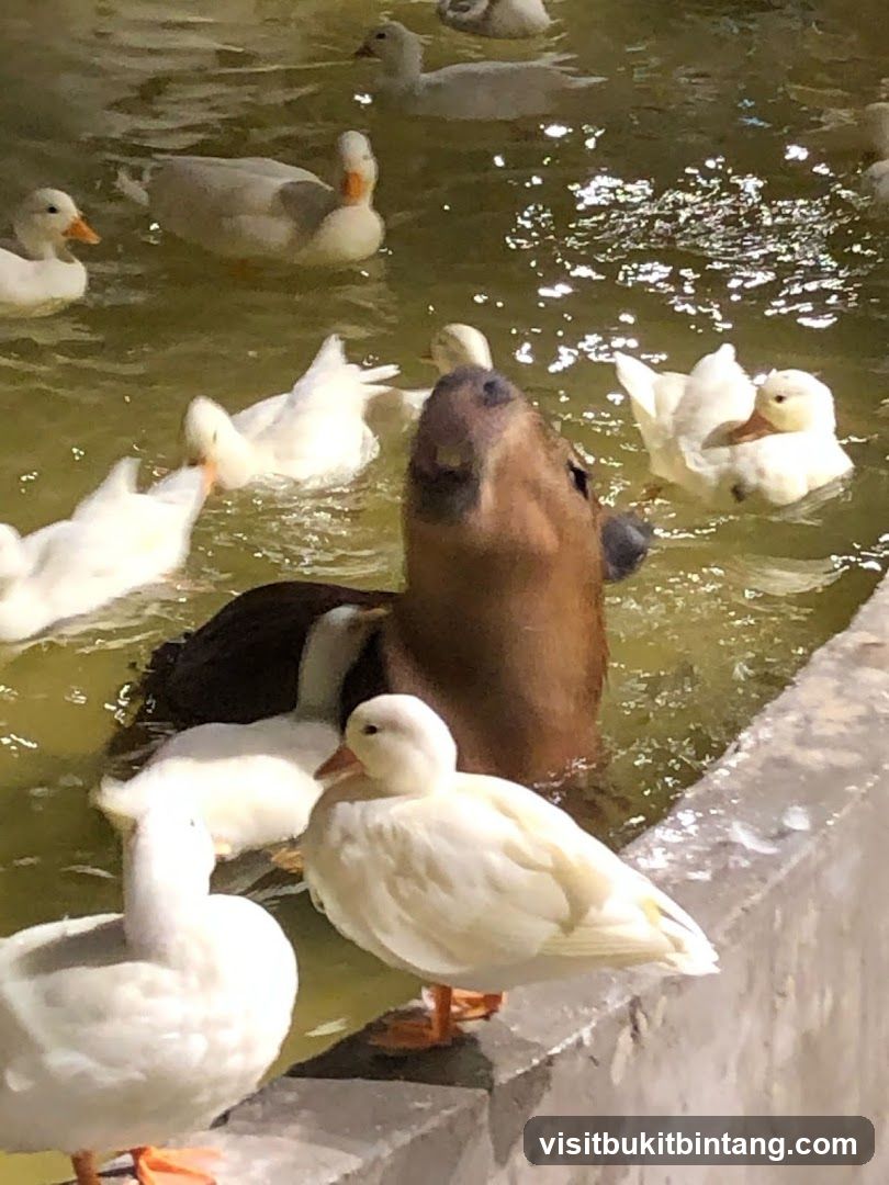 Capybara and Ducks in Water
