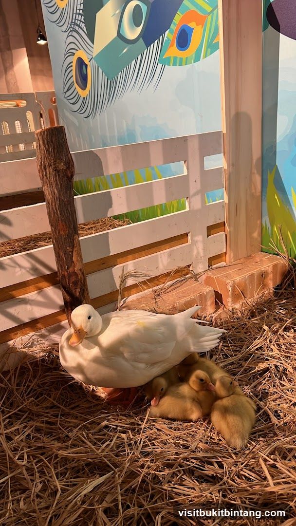 Mother Duck and Ducklings