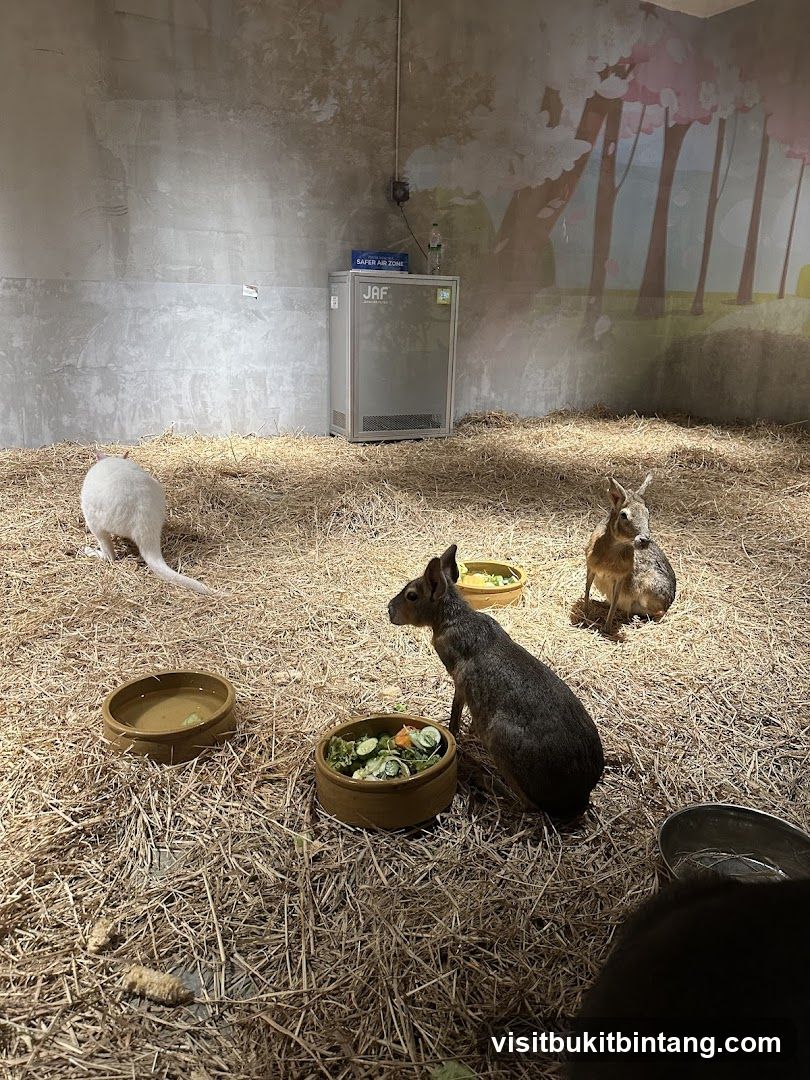 Patagonian Maras in an enclosure