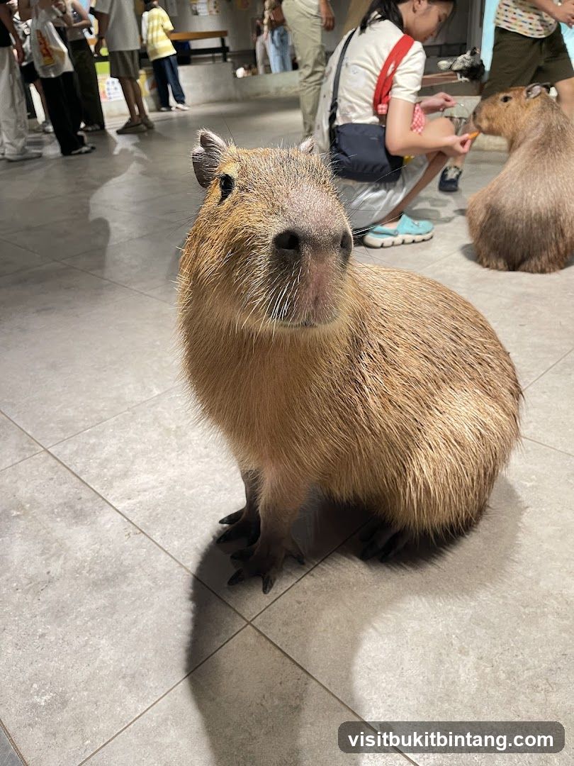 Capybara in an indoor enclosure