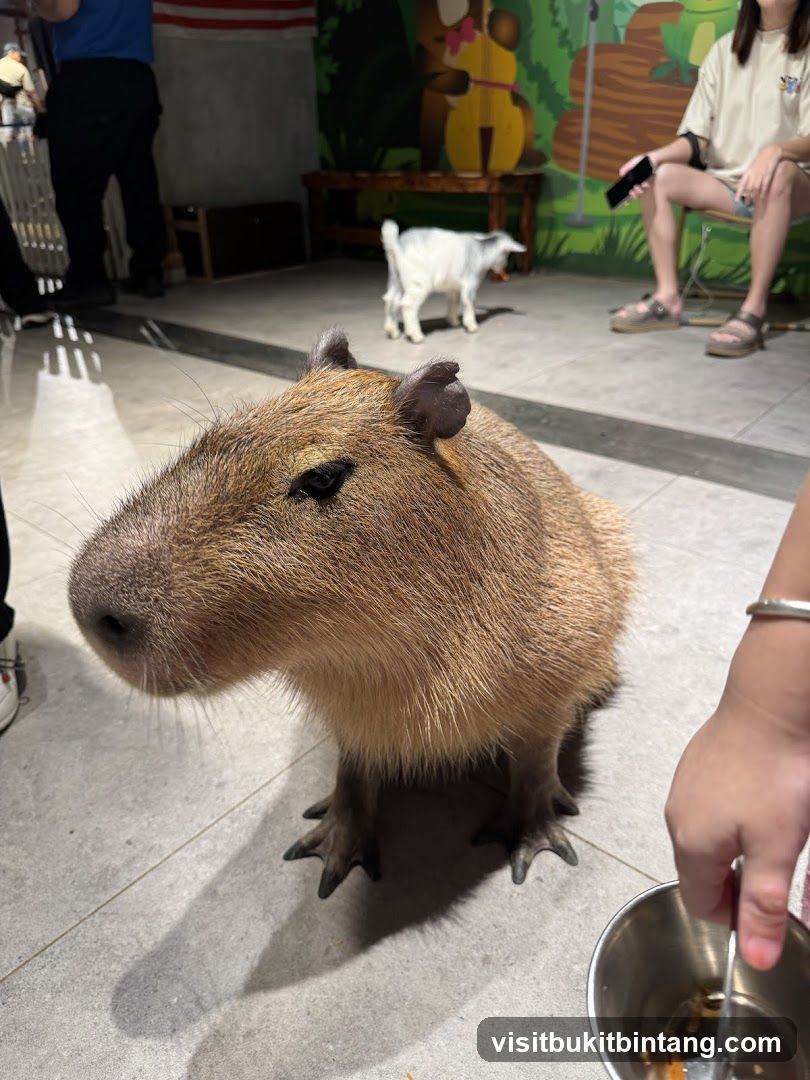 Capybara and Goat