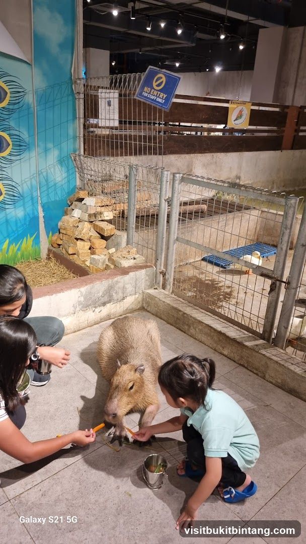 Feeding Capybara