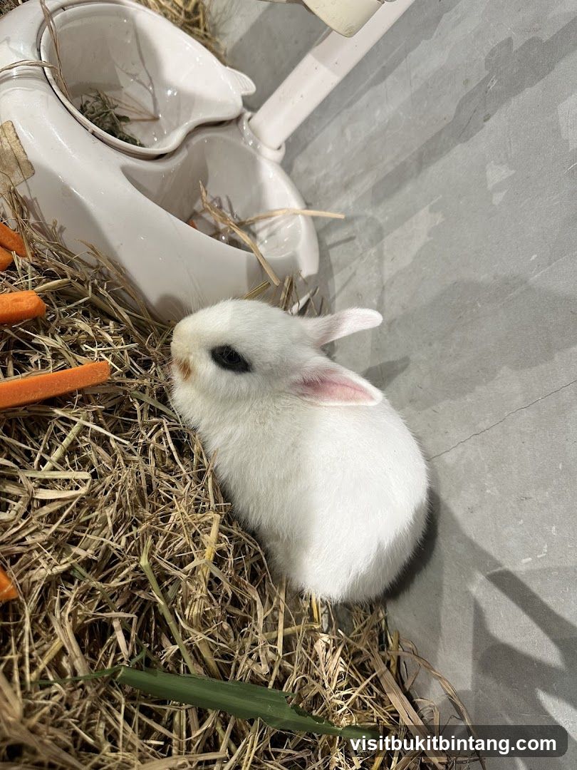 Cute Bunny in Hay