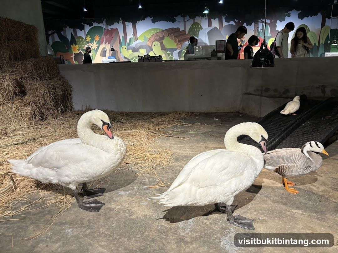 Farmyard animals