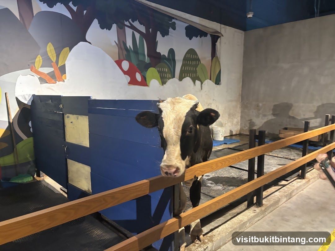 Cow in enclosure