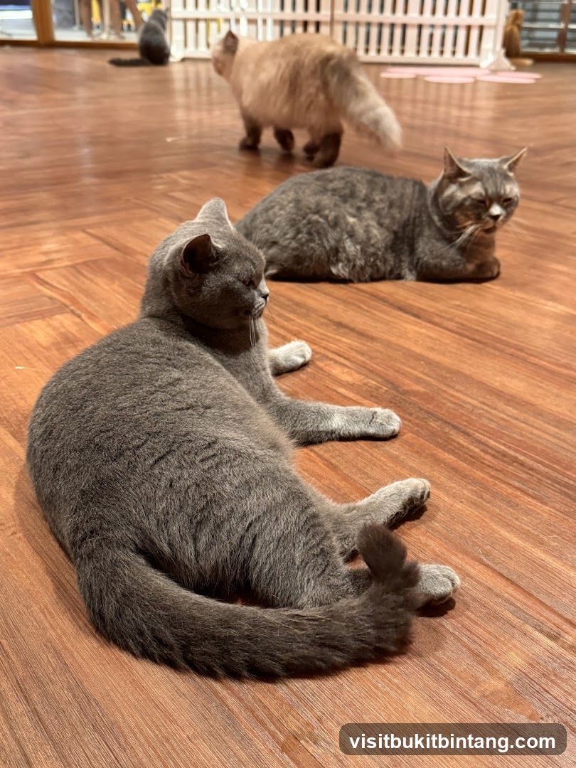 Cats relaxing on wooden floor