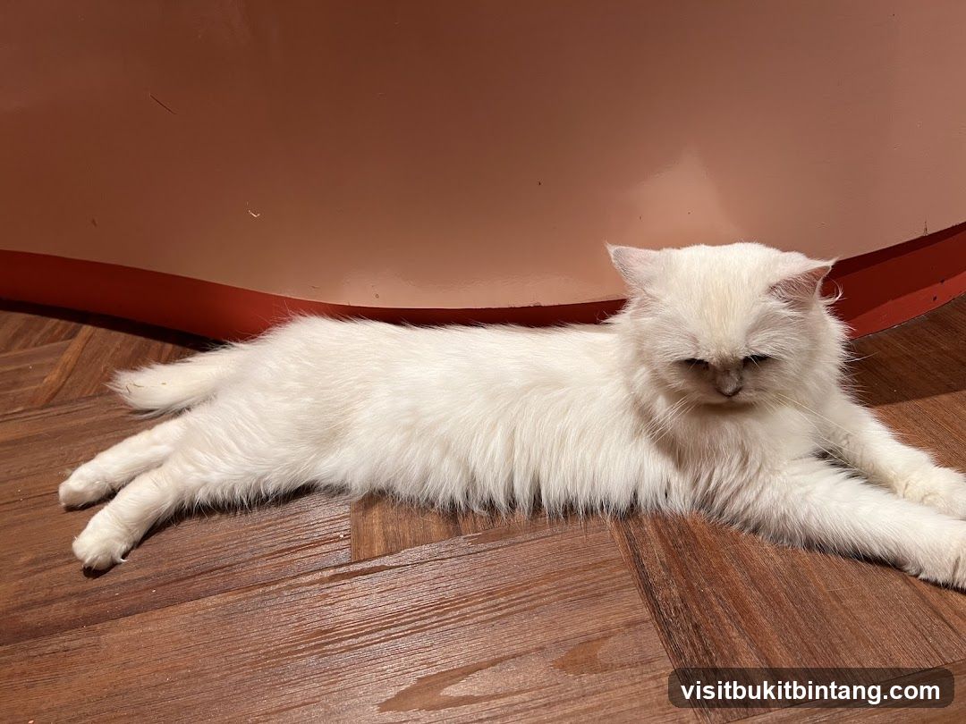 White cat lying on wooden floor