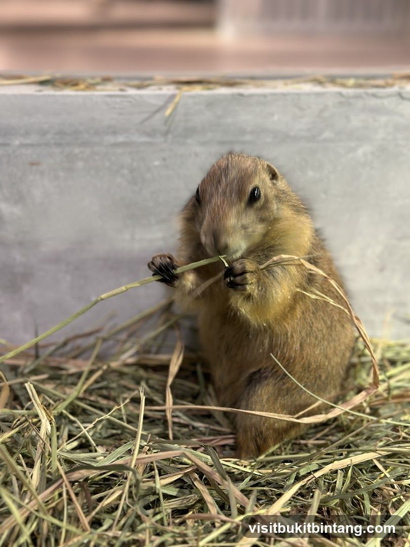 Prairie Dog Eating Hay
