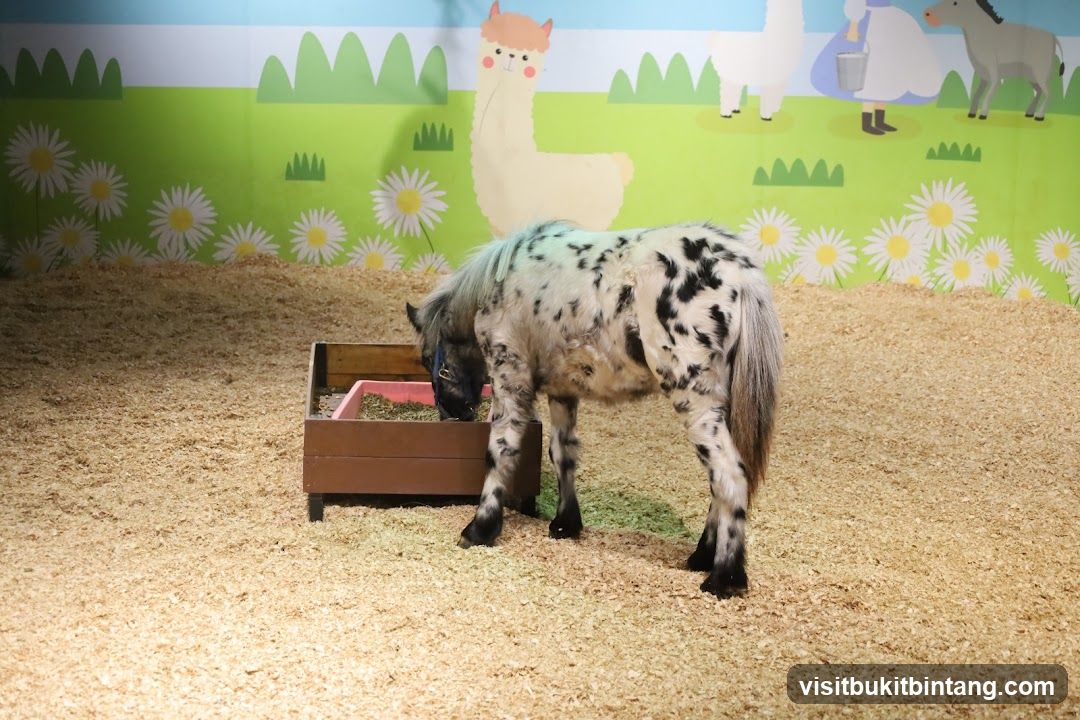 Pony eating from a trough