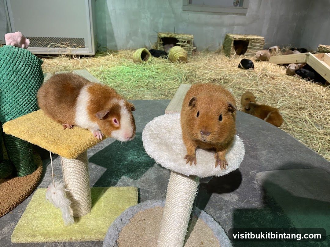 Guinea pigs in a habitat