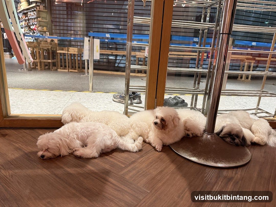 Dogs resting inside a store
