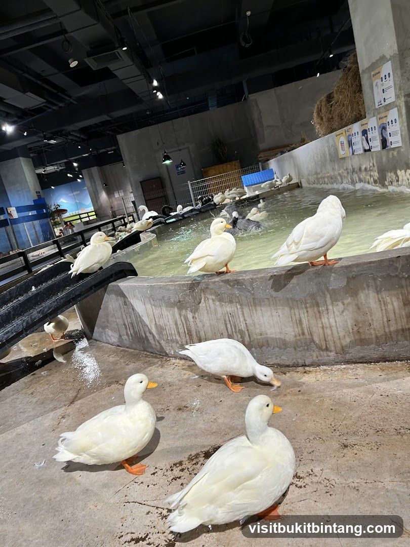 Ducks in an enclosure