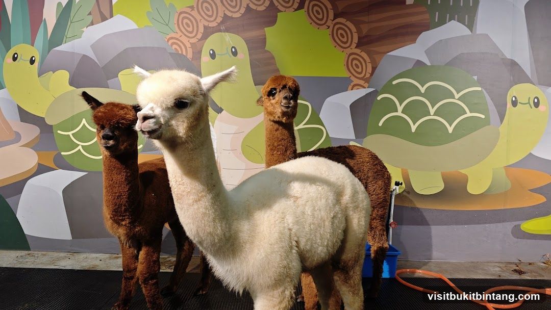 Alpacas in front of a mural