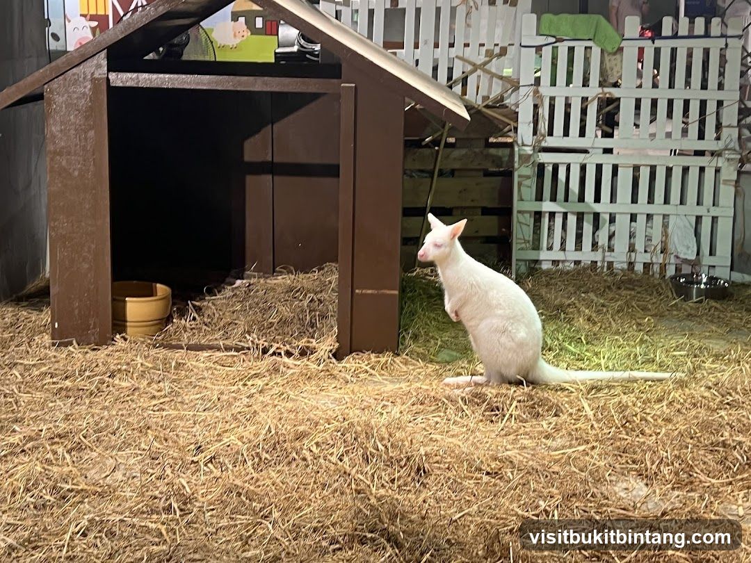 Albino Wallaby in a Pen