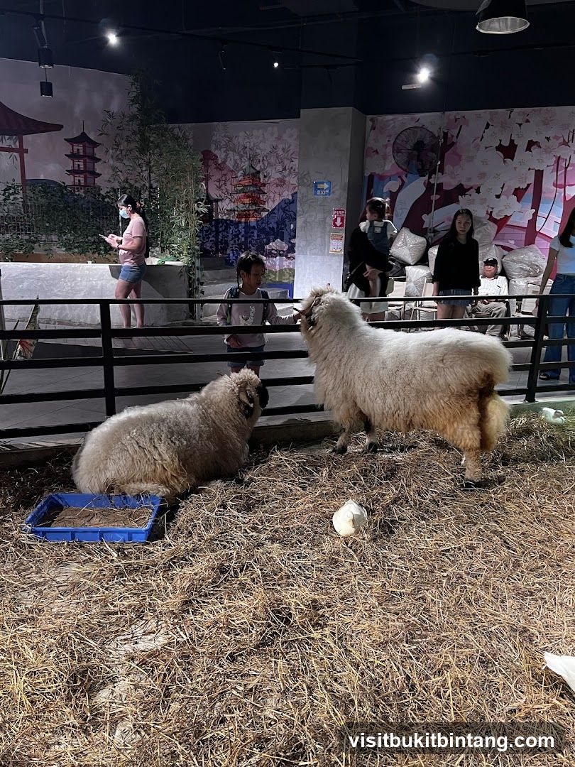 Sheep enclosure with visitors