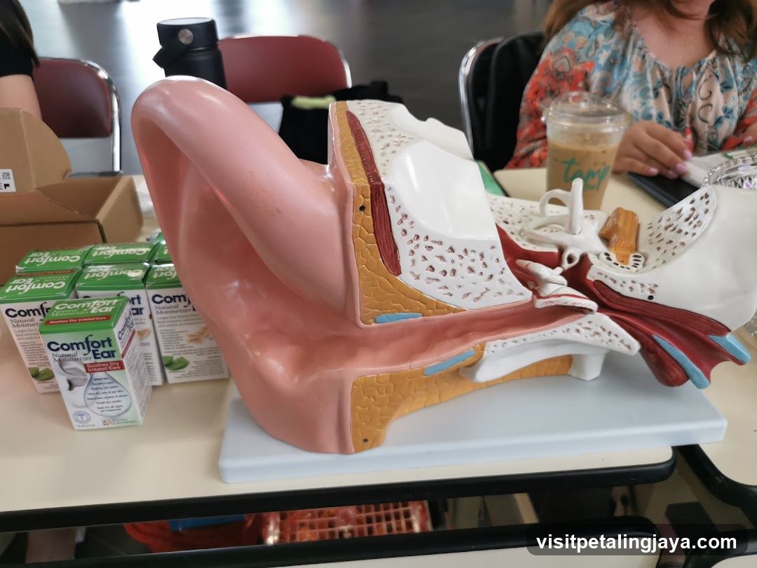 Ear Model and Ear Drops Display