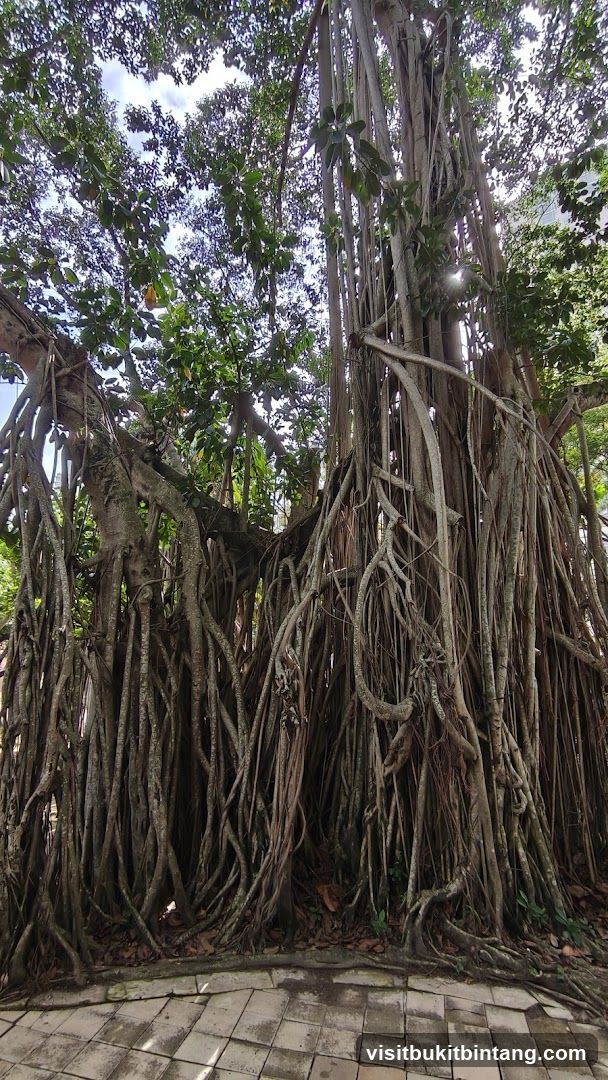 Banyan Tree